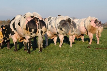 Vaci și tauri de rasă sunt albastru belgian (bovine albastre belgiene)