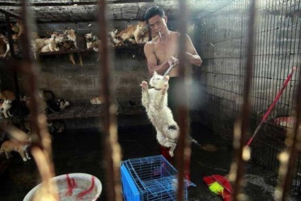 Pisica a fost salvata cu un minut inainte de moarte povestea unei fotografii teribile de la festivalul de carne din Yulin - vegan