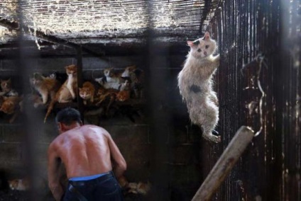 Pisica a fost salvata cu un minut inainte de moarte povestea unei fotografii teribile de la festivalul de carne din Yulin - vegan