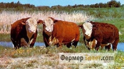 Carne de vite din rasele de carne și condițiile de creștere a taurilor și vaci pentru carne - viața mea