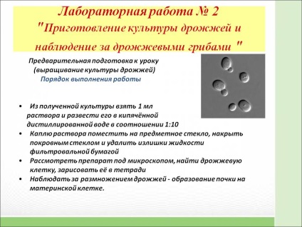 Lucrarea de laborator nr. 2 - pregătirea culturii de drojdii și observare - prezentare 145881-15