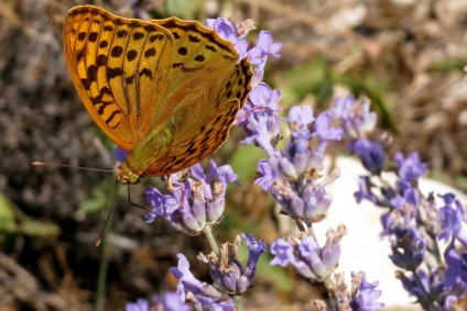 Lavanda miroase bani