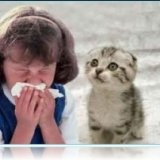 Allergiák kezelése macskáknak - szike - orvosi információk és oktatási portál