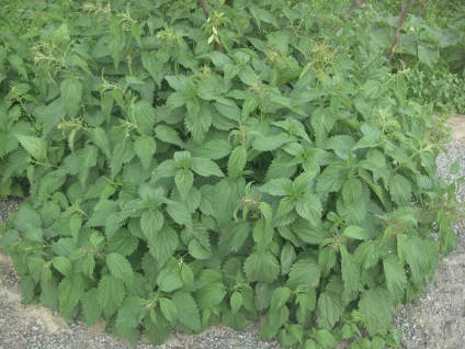 Tratamentul piodermei cu remedii folclorice, chiar dacă nu durează