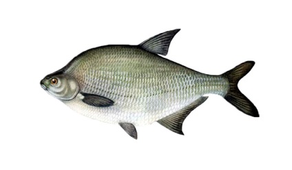 Locul Bream Sudachie