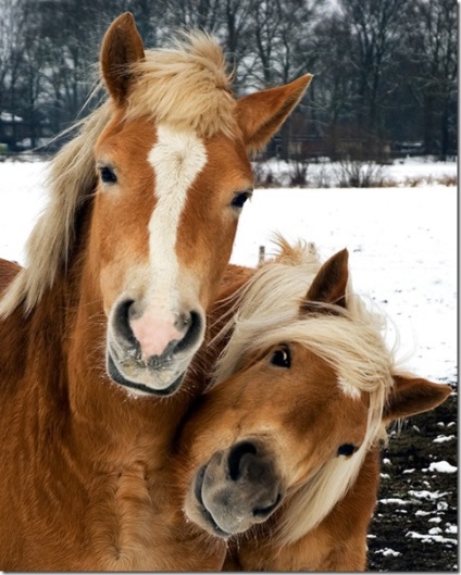 Dragostea în lumea animală