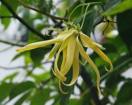 Mască pentru păr cu ylang-ylang