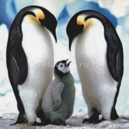 Master class pentru copiii de 3-4 ani - pinguin pe o floare de gheață