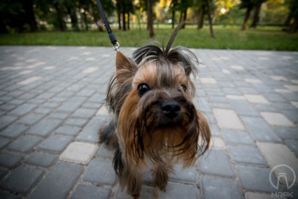 Farul, cei 20 de câini amuzanți ai Odesei (partea a 2-a)