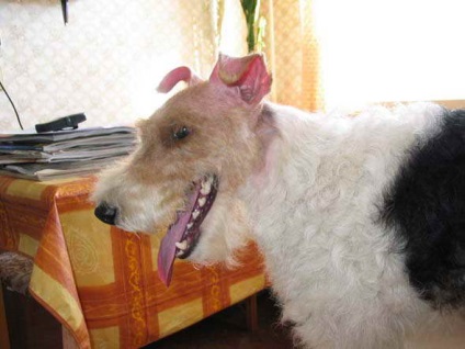 Noi și Fox Terrier Rex