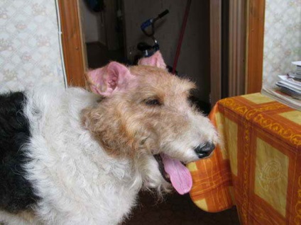 Noi și Fox Terrier Rex