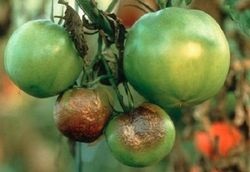 Zer de lapte din phytophthora pe tomate și castraveți - cum să gătesc