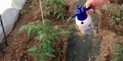 Zer de lapte din phytophthora pe tomate și castraveți - cum să gătesc