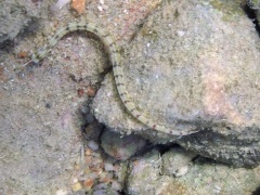 Pipefish, червено морска риба