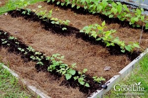 Mulcirea solului cu rumeguș, scoarță, paie, frunze, ideile mele pentru dăruire și grădină
