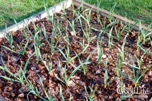 Mulcirea solului cu rumeguș, scoarță, paie, frunze, ideile mele pentru dăruire și grădină
