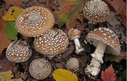 Zburați descrierea pantelui agaric a ciupercilor, simptome de otrăvire