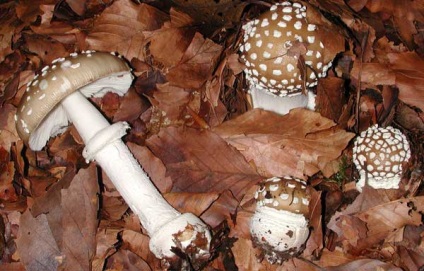 Zburați descrierea pantelui agaric a ciupercilor, simptome de otrăvire