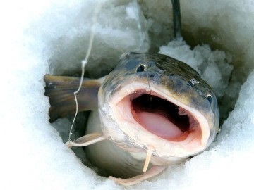 Burbot - pescuitul și habitatele din regiunea Leningrad, toate tipurile de pești și locurile de prindere