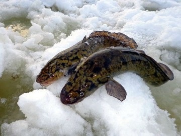 Burbot - a halászat és az élőhelyek a leningrádi régióban mindenféle halak és fogások helye