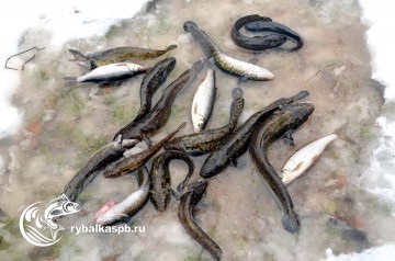 Burbot - pescuitul și habitatele din regiunea Leningrad, toate tipurile de pești și locurile de prindere