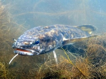 Burbot - a halászat és az élőhelyek a leningrádi régióban mindenféle halak és fogások helye