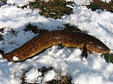 Burbot - a halászat és az élőhelyek a leningrádi régióban mindenféle halak és fogások helye