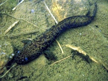 Burbot - a halászat és az élőhelyek a leningrádi régióban mindenféle halak és fogások helye