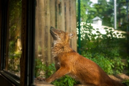 Viața reală a animalelor din grădinile zoologice