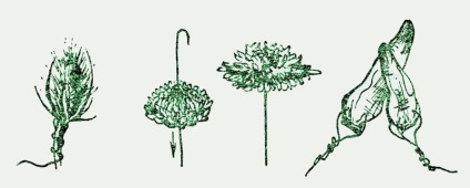 Unele metode de prelucrare a plantelor pentru crearea compozițiilor de flori