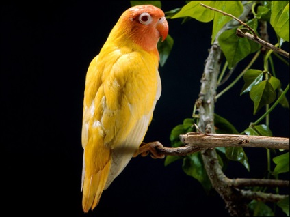 Non-spoilerele (agapomis) sunt inseparabile, aspectul patriei de mutații color de culoare plumage
