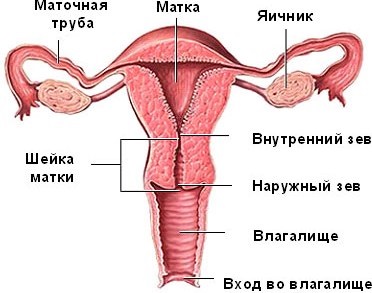 Norma dimensiunii uterului în uzi în timpul sarcinii și după naștere