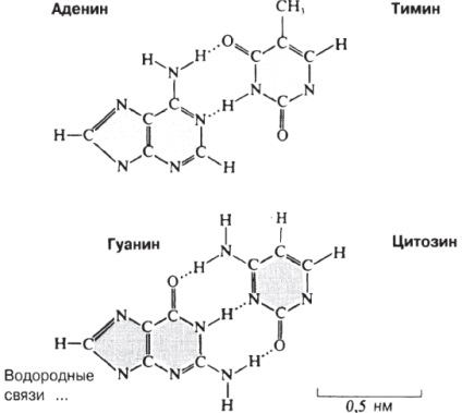 Acide nucleice