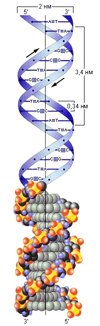 Acide nucleice