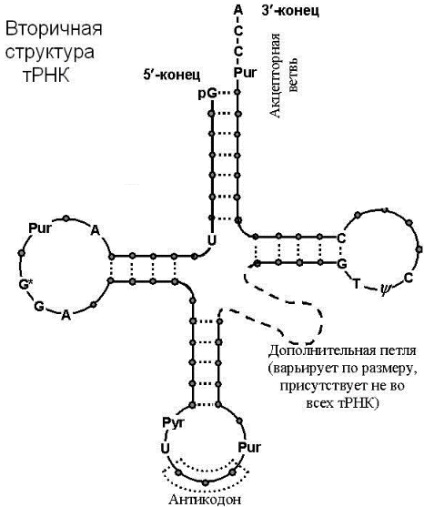 Acide nucleice