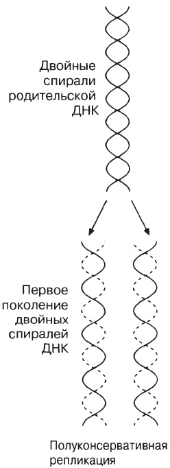 Acide nucleice