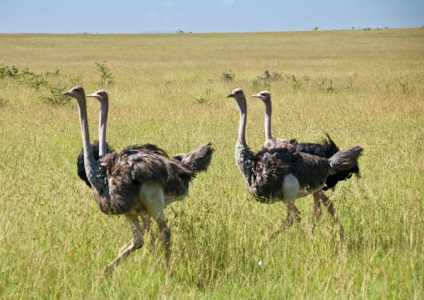 Ostrich obișnuit în cazul în care cineva trăiește și mănâncă