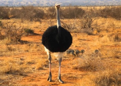 Ostrich obișnuit în cazul în care cineva trăiește și mănâncă