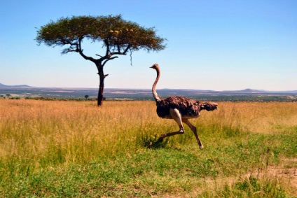 Ostrich obișnuit în cazul în care cineva trăiește și mănâncă