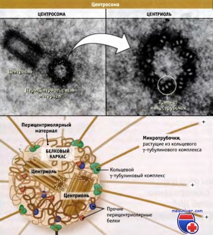 Formarea și structura centrozomului
