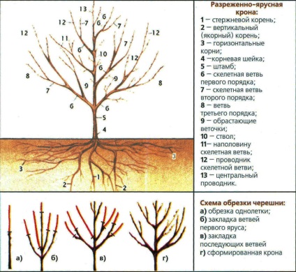 Decuparea prune