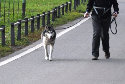Antrenamentul Husky nu trage lesa în timpul unei plimbări