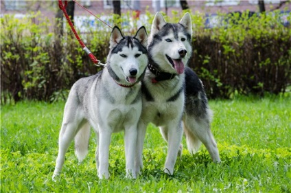 Antrenamentul Husky nu trage lesa în timpul unei plimbări