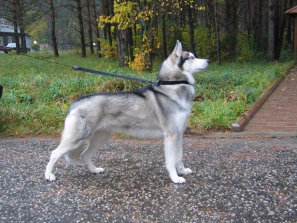 Antrenamentul Husky nu trage lesa în timpul unei plimbări