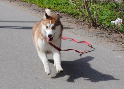 Antrenamentul Husky nu trage lesa în timpul unei plimbări