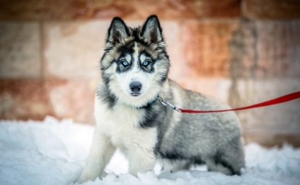 A husky edzés nem húzza el a pórázt egy séta közben