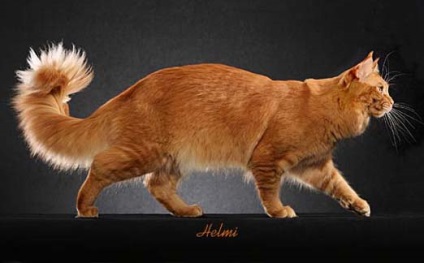 Maine Coon culori