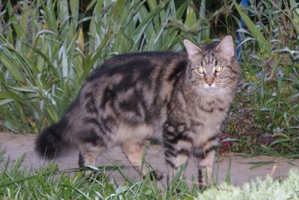 Maine Coon culori