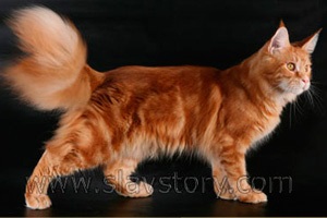 Maine Coon culori