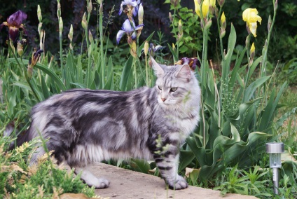 Maine Coon culori